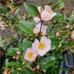 Camellia 'Fairy Blush'